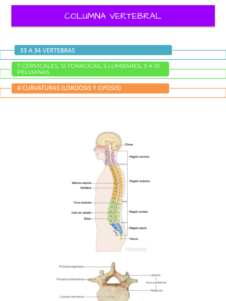 Estructura y Función de la Columna Vertebral | PDF | Vértebra | Médula ...