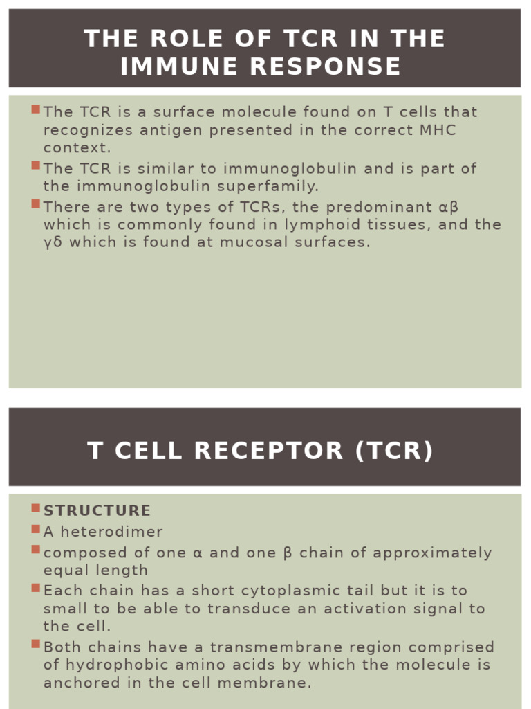 TCR and CD3 Complex in T Cell Activation | PDF | T Cell | Major ...