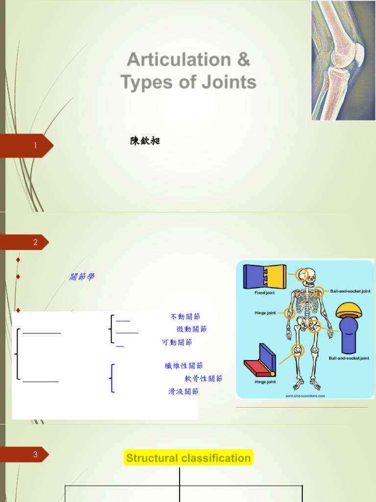 Joints | PDF | Knee | Anatomical Terms Of Motion