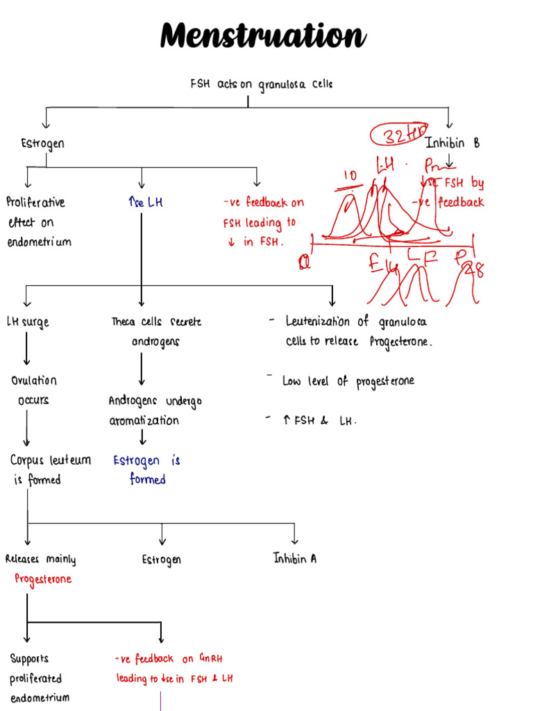 Menstrual Cycle Hormonal Regulation | PDF | Luteinizing Hormone ...