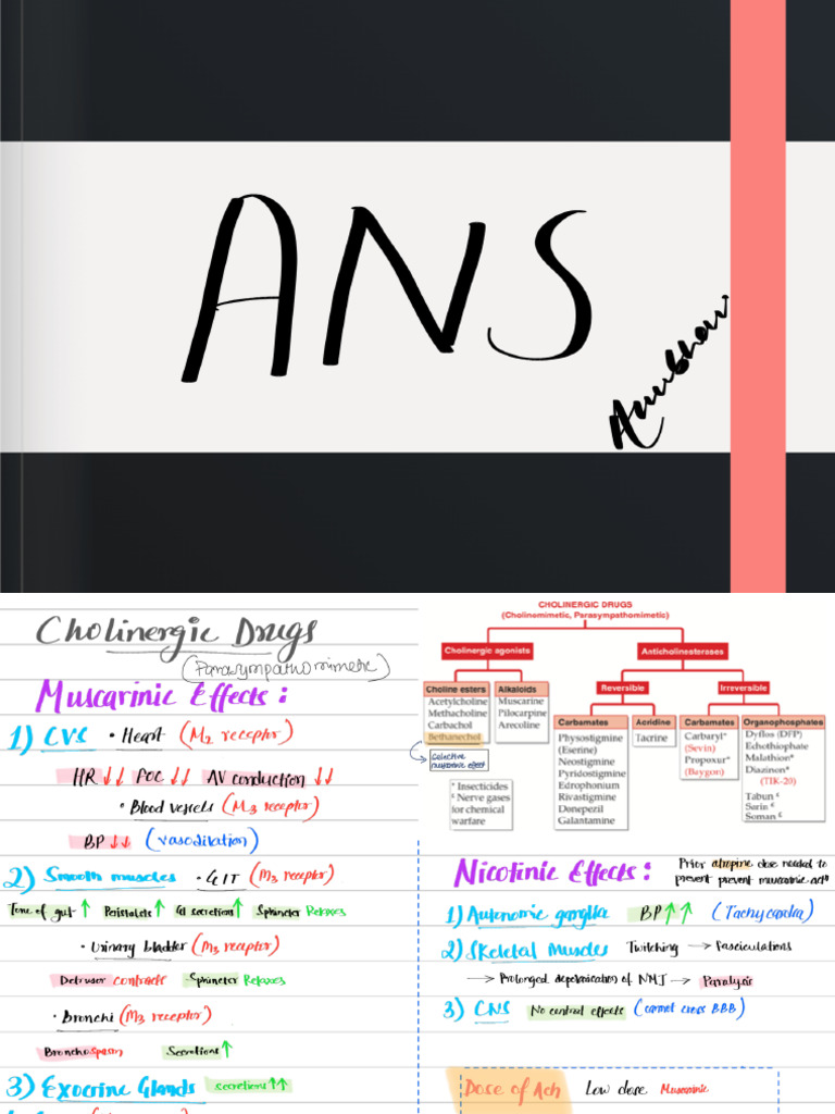 ANS Hand Made Note Which I Made Pls Read | PDF