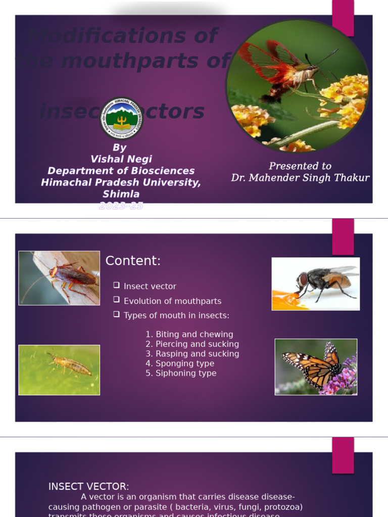Mouth Parts of Insect by bhayn negi | PDF | Insects | Hexapoda