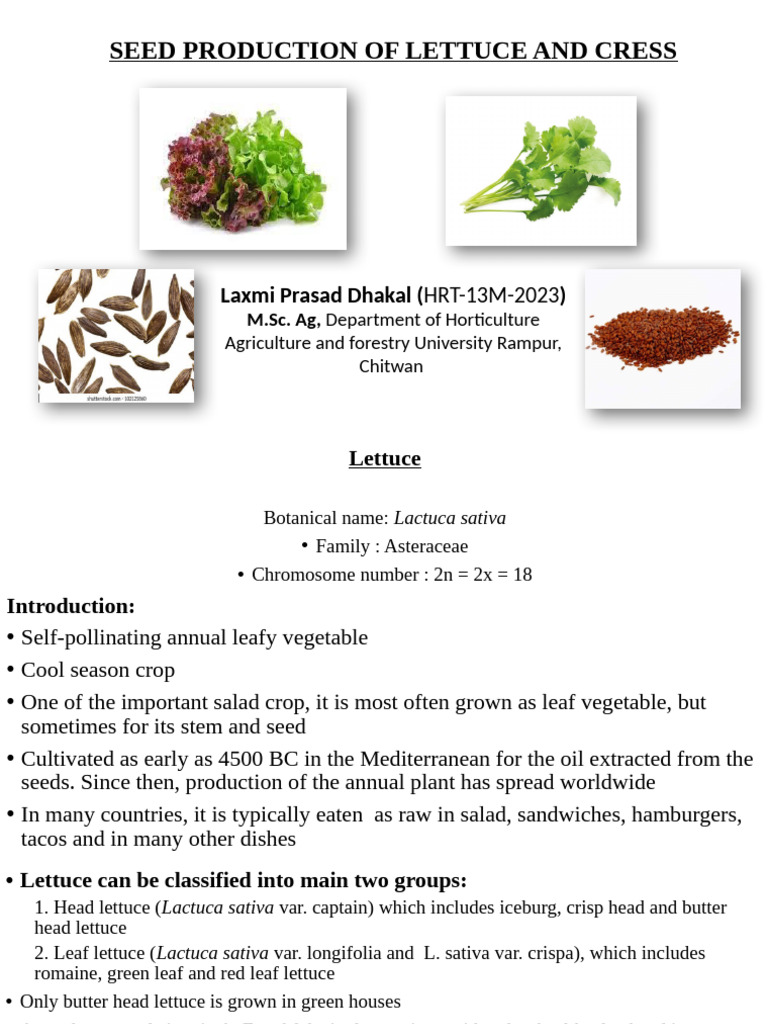 Lettuce and Cress Seed Production Guide | PDF | Lettuce | Seed