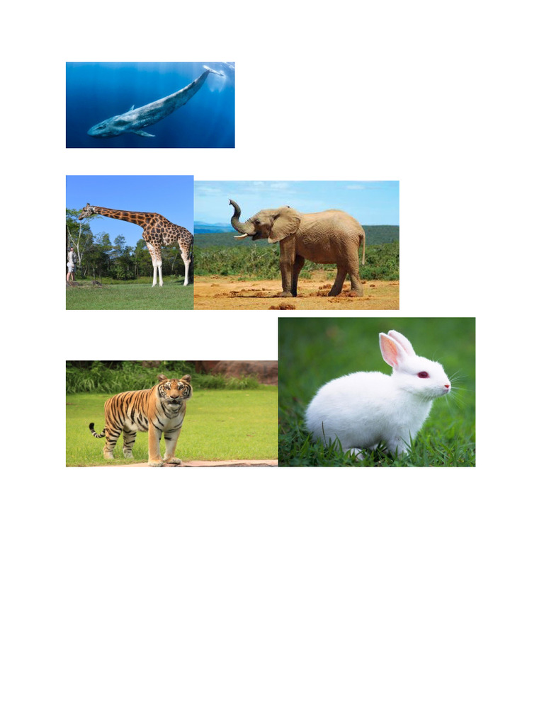 Animals | PDF