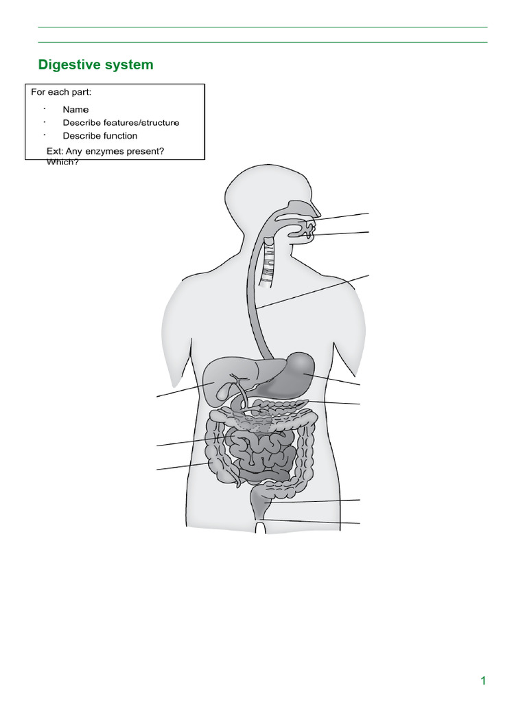 Digestive System Organs and Function | PDF | Digestion ...