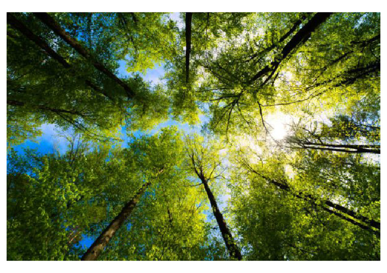Treees | PDF