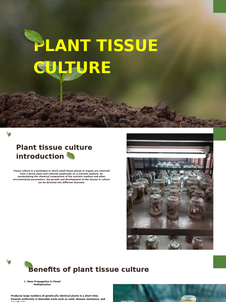 Benefits of Plant Tissue Culture Techniques | PDF | Life Sciences | Botany