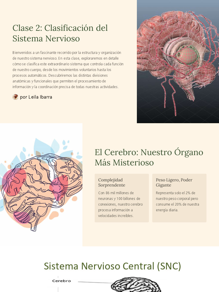 Clase 2 Clasificacion Del Sistema Nervioso | PDF | Cerebro | Sistema ...