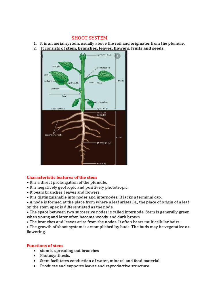 Aerial and Underground Stem Modifications | PDF | Plant Stem | Leaf