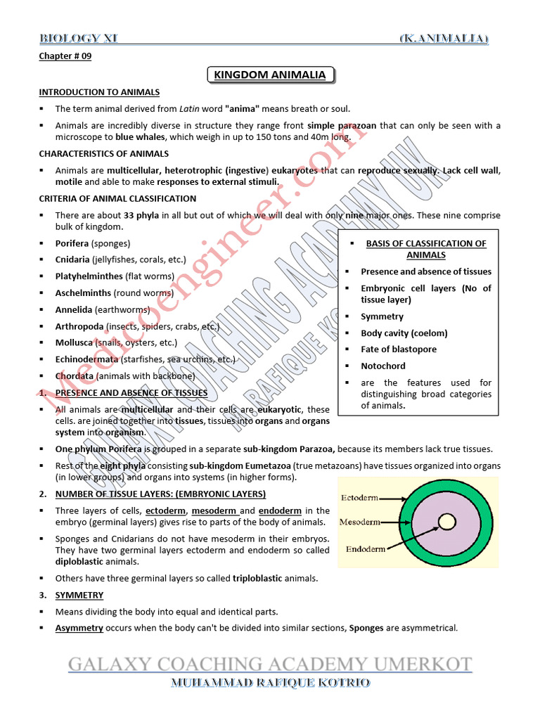 Overview of Nine Animal Phyla | PDF | Sponge | Mollusca