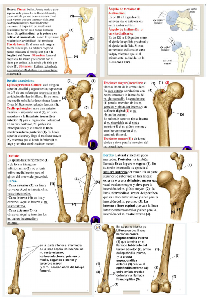 Rodilla | PDF