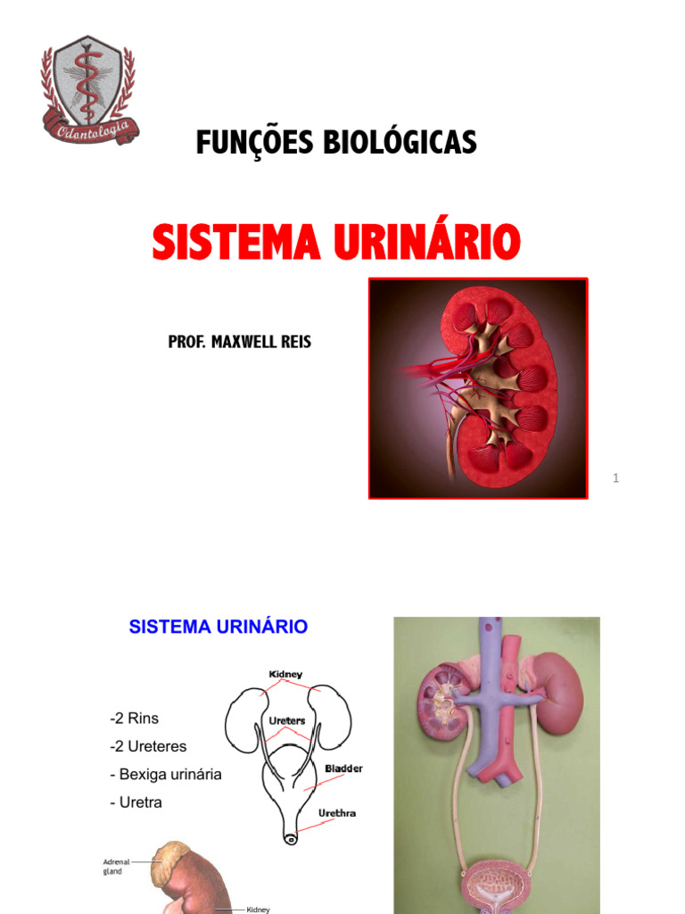 Funções e Estruturas do Sistema Urinário | PDF | Rim | Sistema urinário