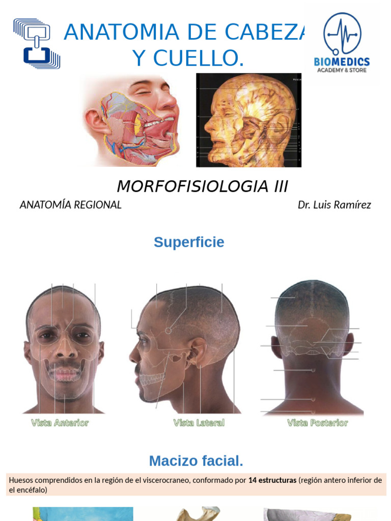 Anatomia de Cabeza y Cuello Mejoradaskjkmkmmk | PDF | Nariz humana ...