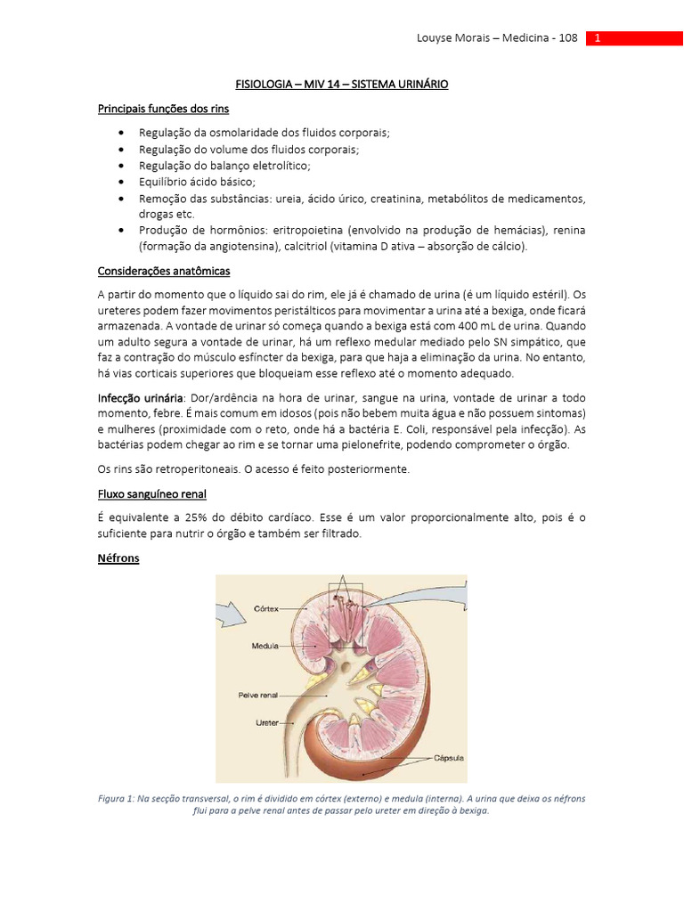 Funções e Estruturas do Rim | PDF | Rim