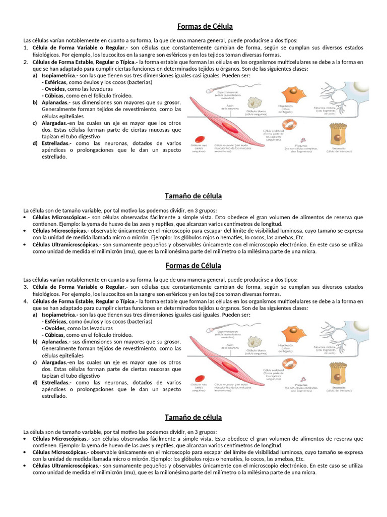 Formas y Tamaños de las Células | PDF | Biología Celular) | Tejido ...