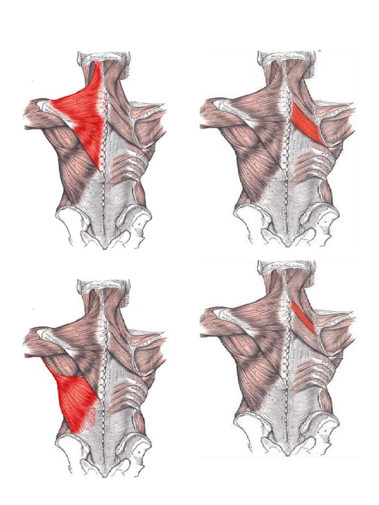 Esternocleidomastoideo y biomagnetismo | PDF