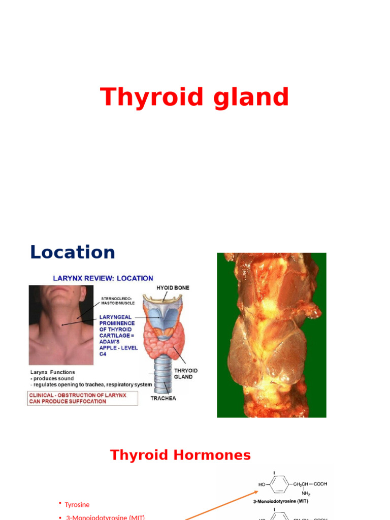 Thyroid Gland: Hormones and Functions | PDF | Thyroid | Parathyroid Gland