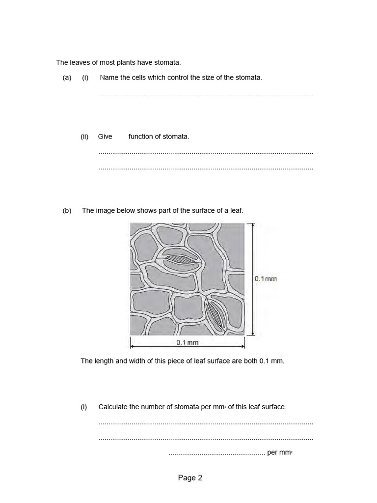 Stomata Function and Water Loss in Plants | PDF | Leaf | Stoma