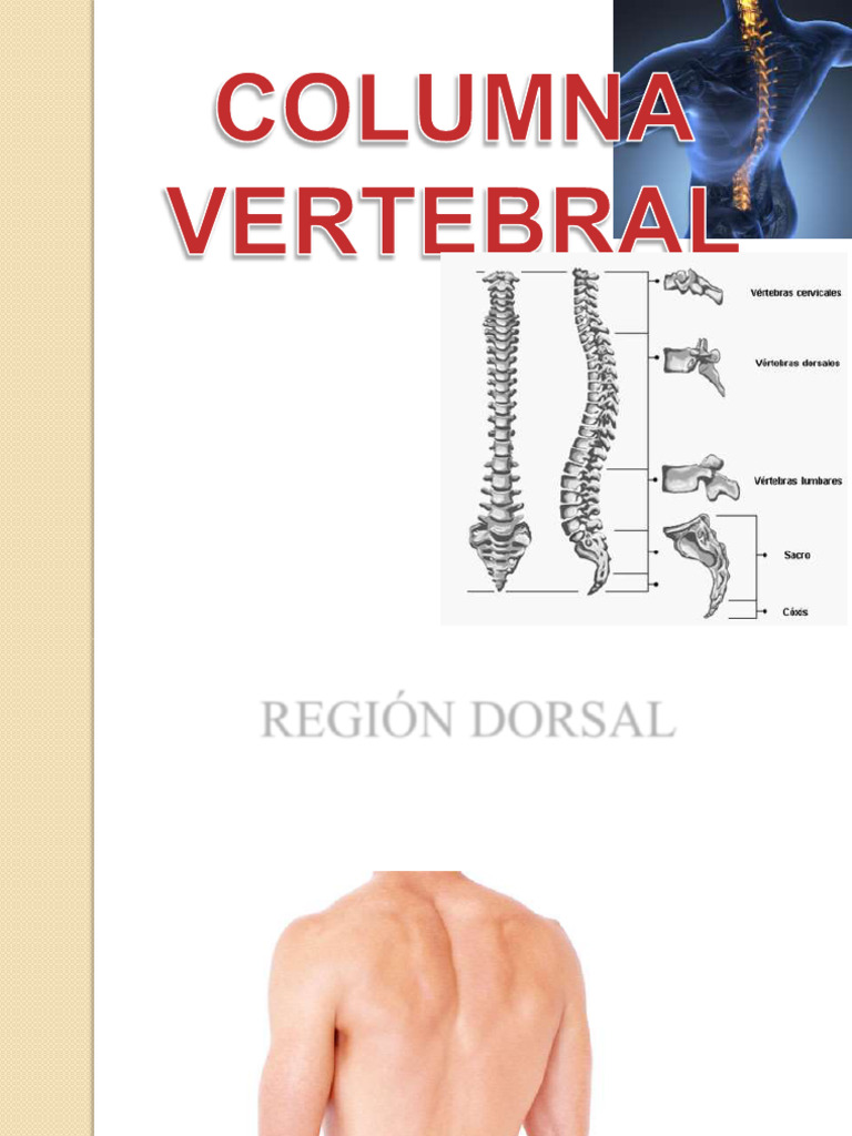 Anatomía y Funciones de la Columna Vertebral | PDF | Vértebra | La ...