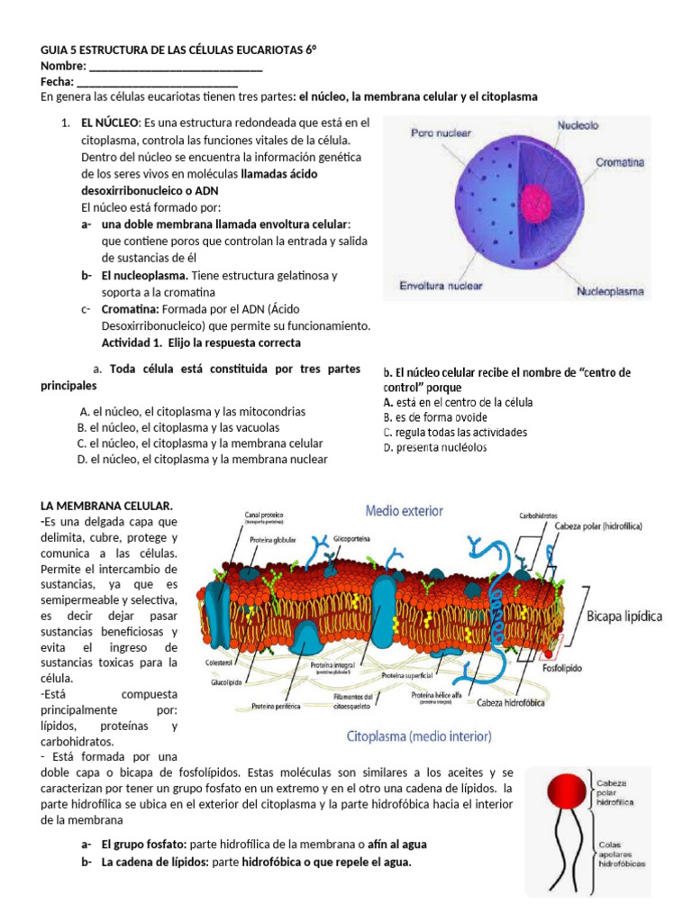 GUIA 5 Estructura de Las Células Eucariotas | PDF | Biología Celular ...
