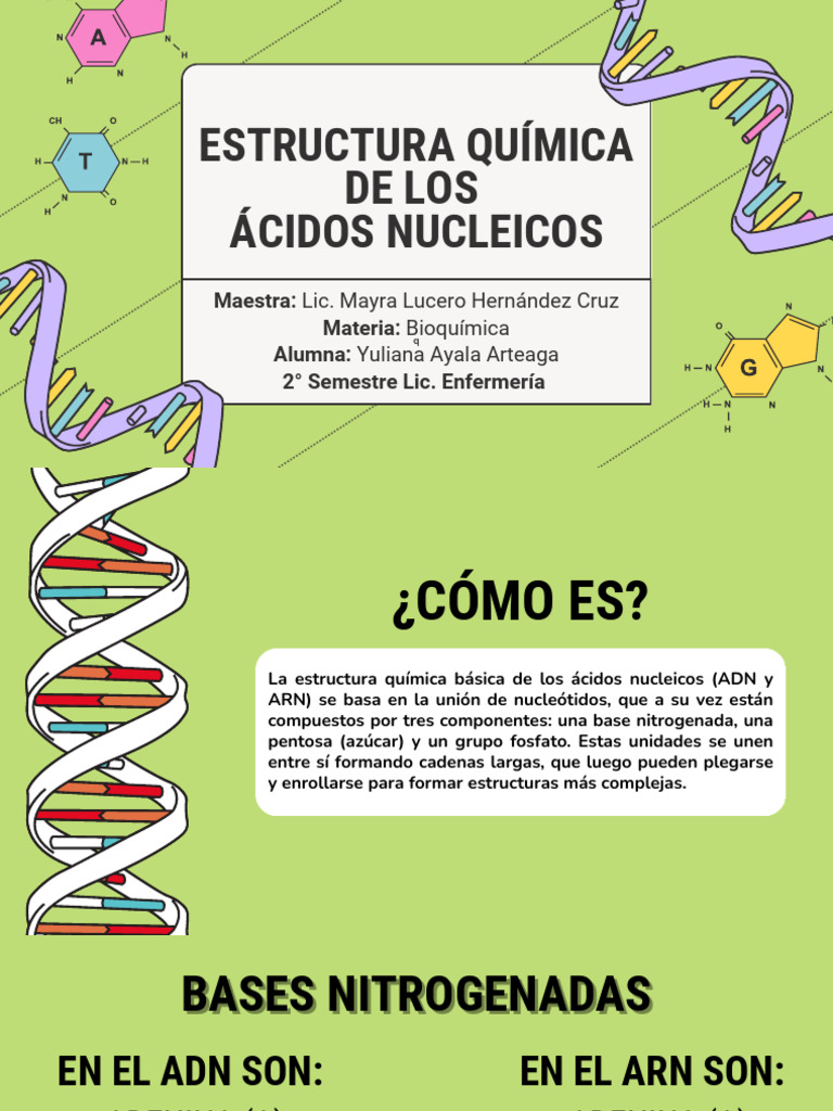 Estructura y funciones de ácidos nucleicos | PDF | Rna | Adn