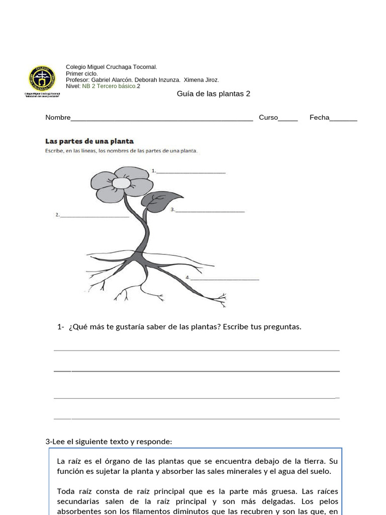 Partes y funciones de las plantas | PDF | Tallo de la planta | Raíz