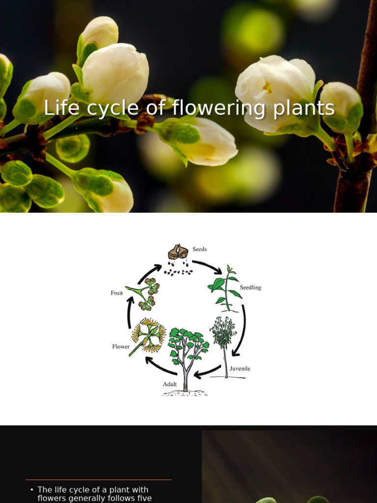 Life Cycle of Flowering Plants | PDF | Seed | Plant Nutrition