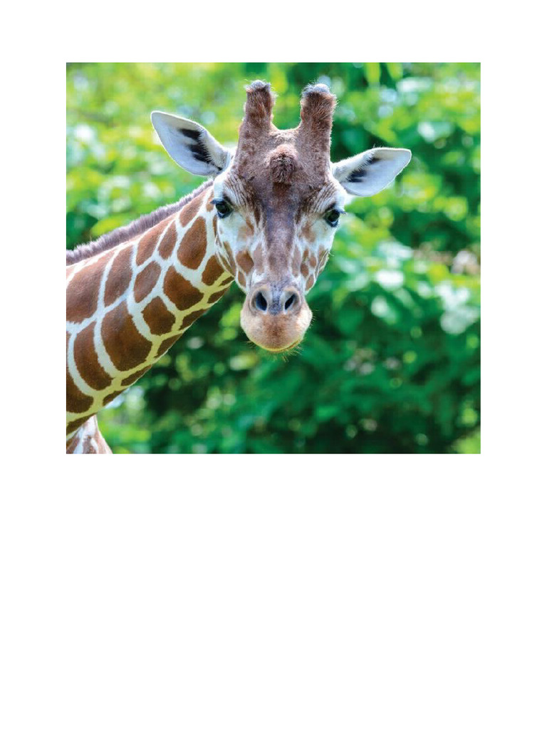 Giraffe | PDF