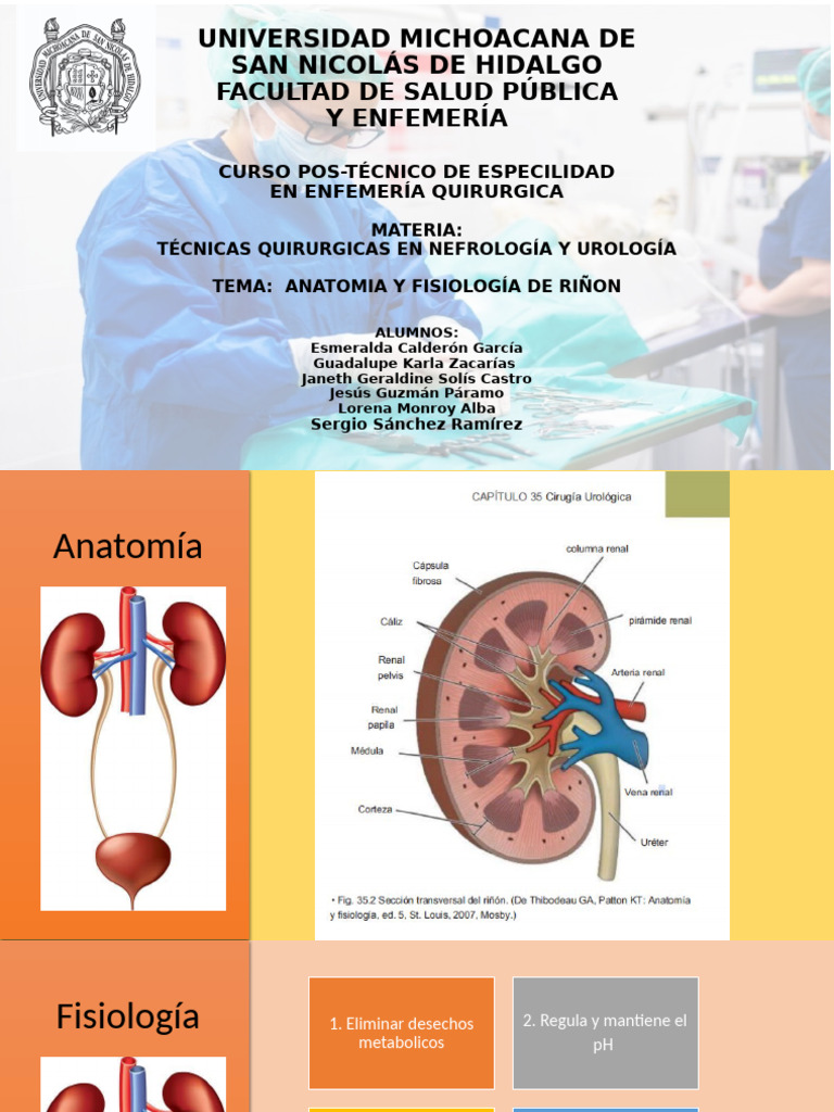 Anatomia Del Riñon | PDF