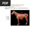 Download ANATOMIA DOS ANIMAIS DOMSTICOS by Mylena Fgd SN87280087 doc pdf