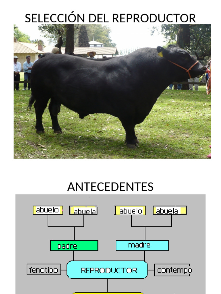 Seleccion Del Reproductor | PDF