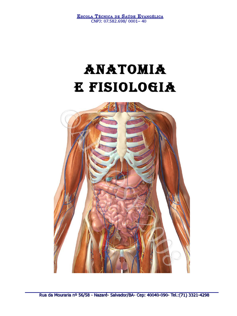 Anatomia e Fisiologia Humana: Introdução | PDF | Vértebra | Esqueleto