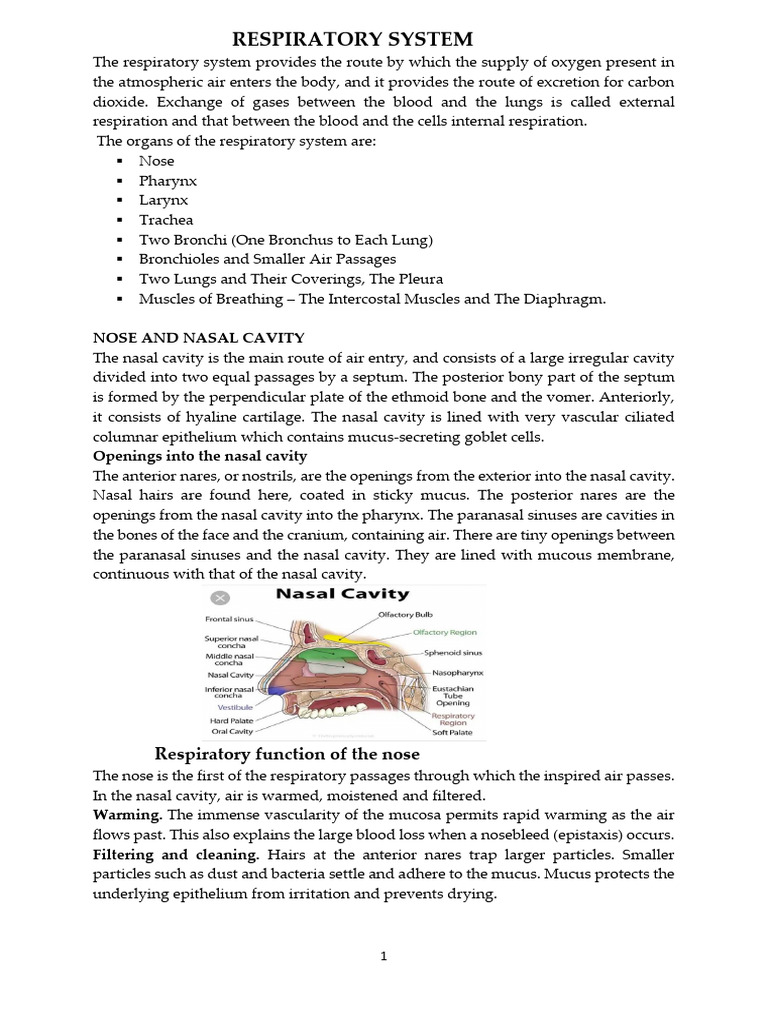 Overview of the Respiratory System | PDF | Respiratory Tract | Lung