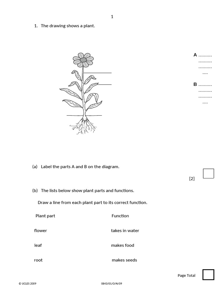 Science 2 End of 2nd Term Ex | PDF | Plants