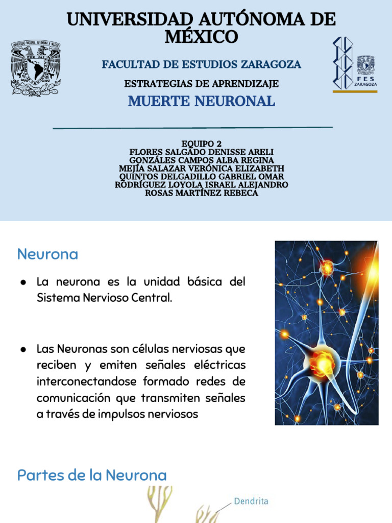 Muerte Neuronal y Clasificación de Neuronas | PDF | Sinapsis | Neurona
