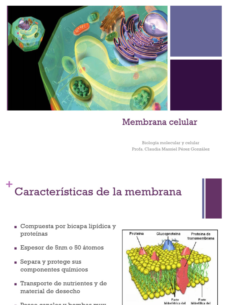 Estructura y Función de la Membrana Celular | PDF | Membrana biológica ...
