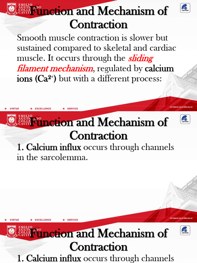 Smooth Muscle Contraction Mechanisms | PDF | Muscle Contraction | Muscle