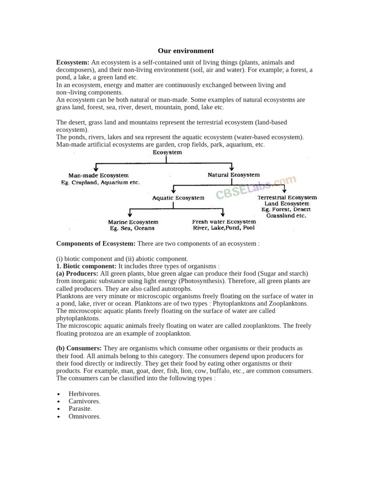 Understanding Ecosystems and Food Chains | PDF | Ecosystem | Food Web