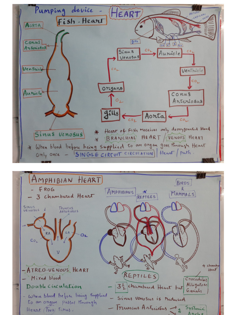Heart Circulation | PDF