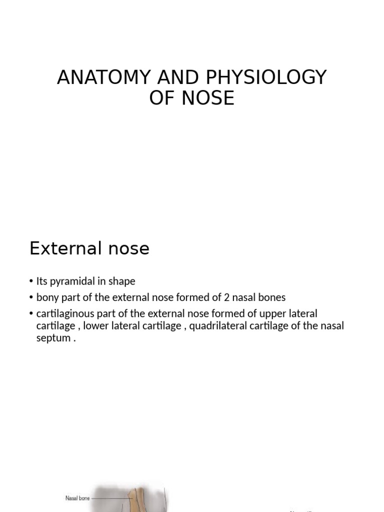 Anatomy and Physiology of the Nose | PDF | Human Nose | Human Anatomy