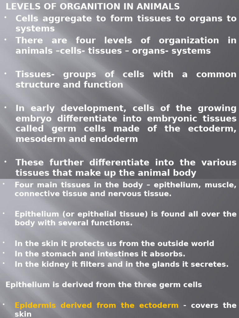 Animal Tissue Organization Explained | PDF | Epithelium | Connective Tissue