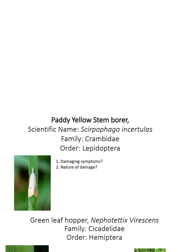 Pollu Beetle: Identification & Impact | PDF | Lepidoptera | Insects And ...