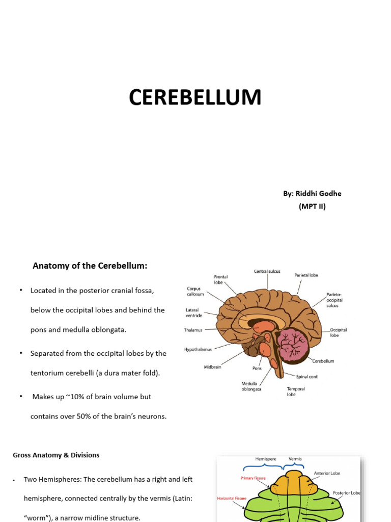 Anatomy and Functions of the Cerebellum | PDF | Cerebellum | Neuroanatomy
