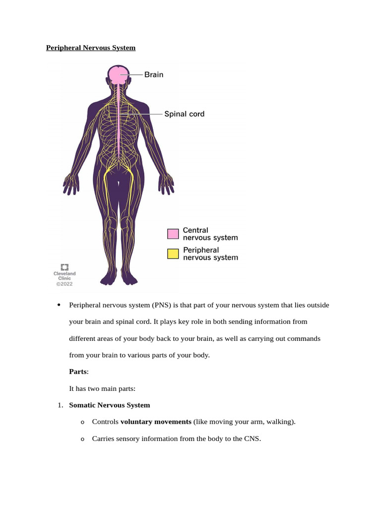 Peripheral Nervous System | PDF