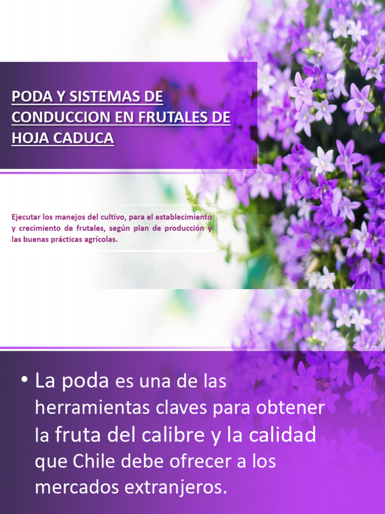 Habitos de Fructificacion en Frutales | PDF | Tallo de la planta ...