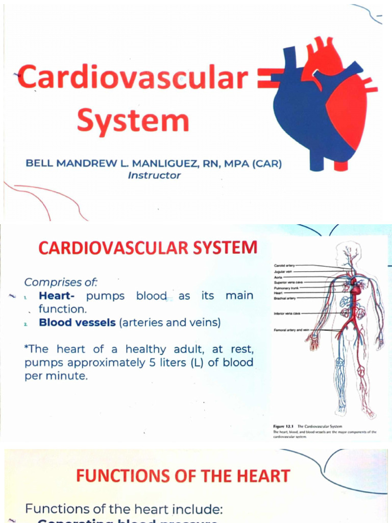 Cardiovascular | PDF