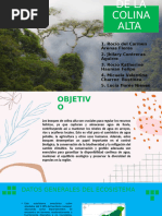 ECOSISTEMA BOSQUE COLINA BAJA Trabajo | PDF | Los bosques | Ciencias de ...