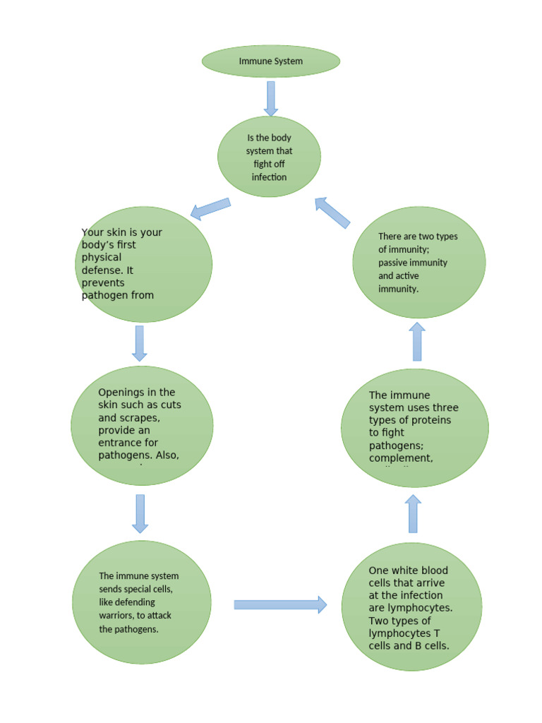 Immune System Components Explained | PDF