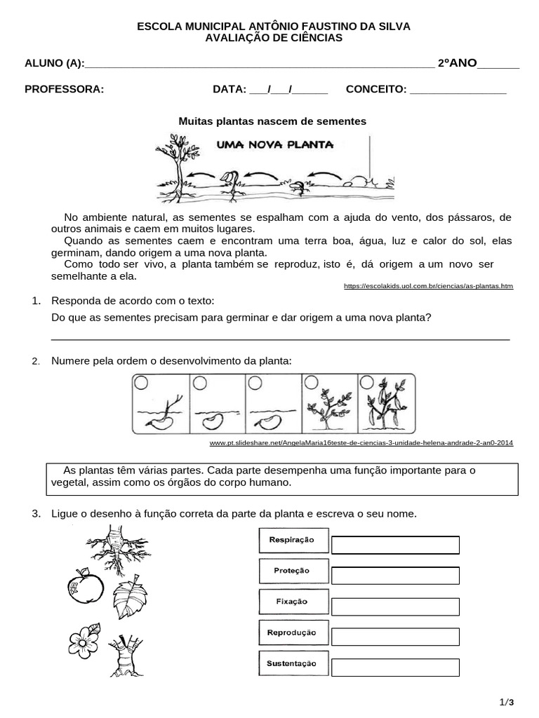 Avaliação de Ciências: Plantas 2º Ano | PDF | Semente | Plantas