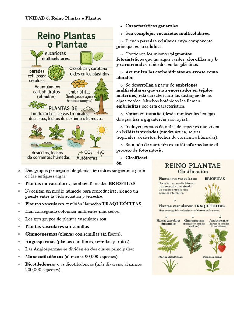 Dominio Eukarya - Reino Plantae | PDF | Plantas | Raíz